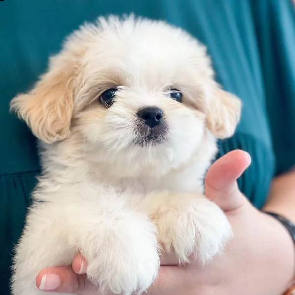 cuccioli maltesi super golosi pronti per andare a casa ora