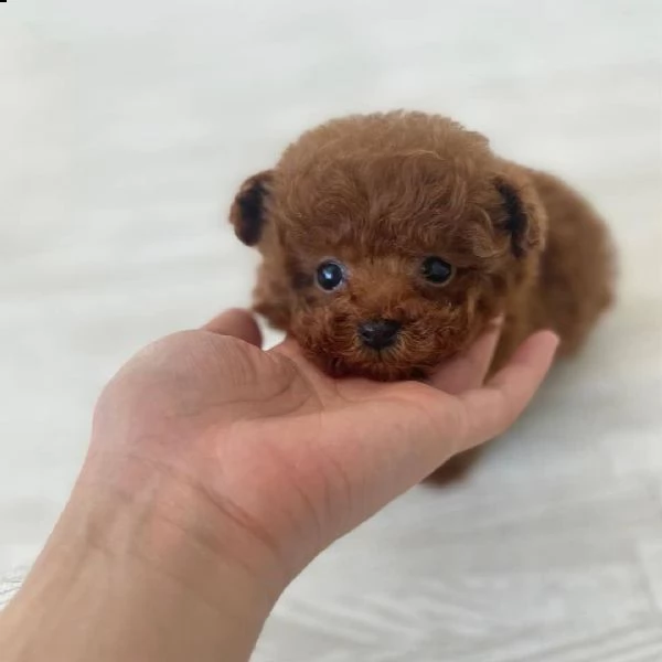 2regalo barboncino>€