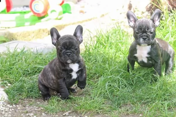 regalo bouledogue francese<€