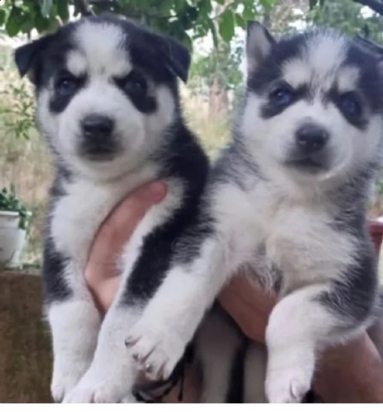 disponibili cuccioli husky maschi e femmine in adozione