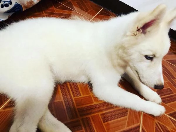 disponibili cuccioli husky maschi e femmine in adozione | Foto 1