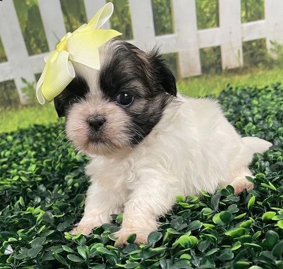bellissimi cuccioli imperiali di shih tzu per l'adozione | Foto 0
