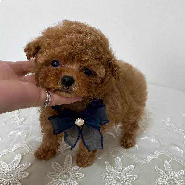 cuccioli di barboncino in adozione | Foto 0