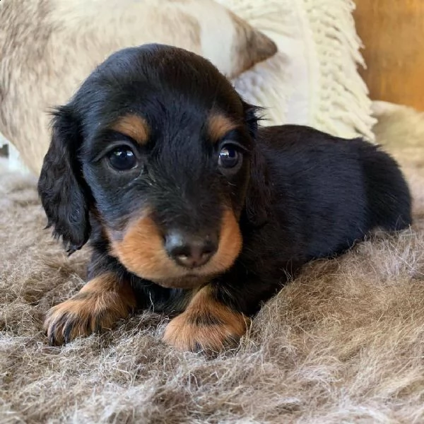 cuccioli di bassotto sani e ben addestrati per l'adozione gratuita | Foto 1