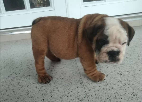 cuccioli bulldog inglese adozione | Foto 1
