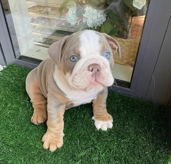 cuccioli bulldog inglese adozione