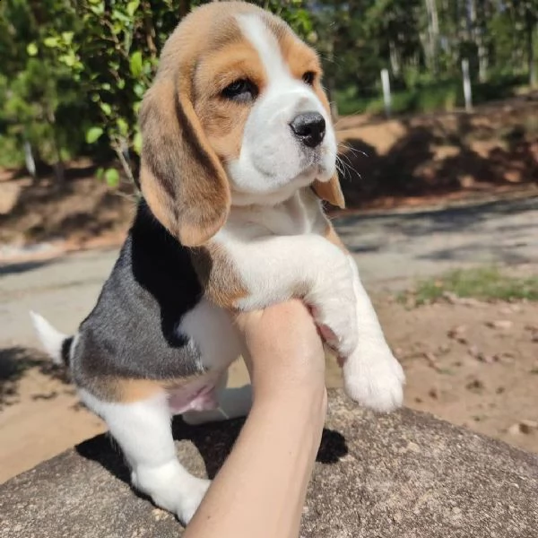 cuccioli di beagle | Foto 0