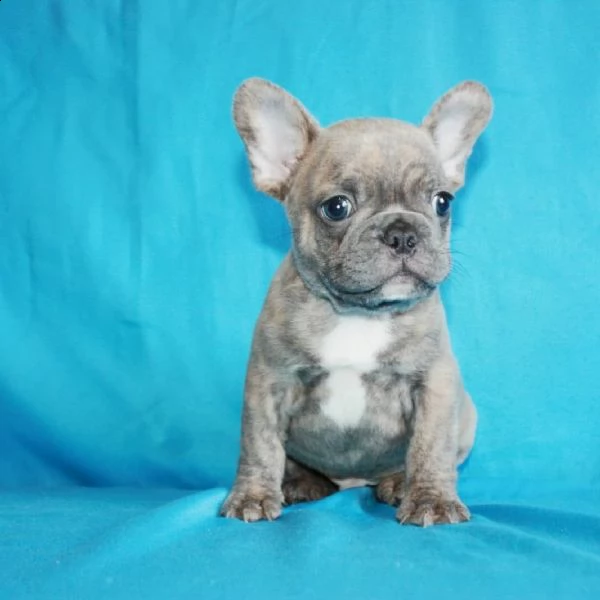 cuccioli di bulldog francese ben addestrati | Foto 1