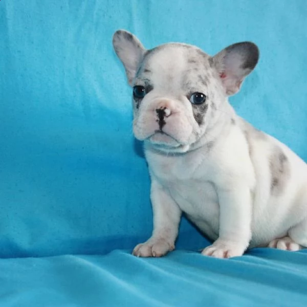 cuccioli di bulldog francese ben addestrati