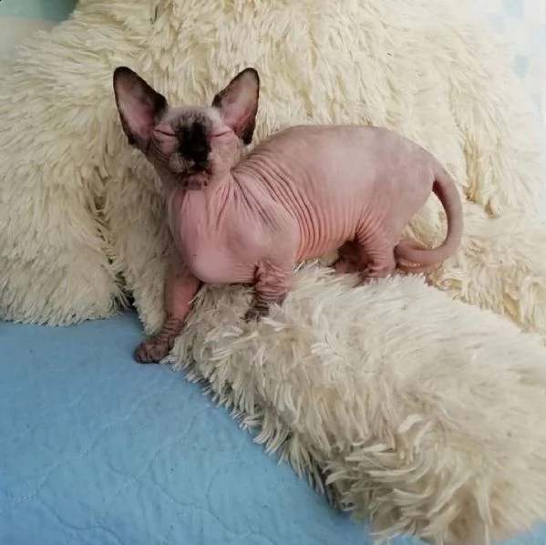 disponibili canadian sphynx