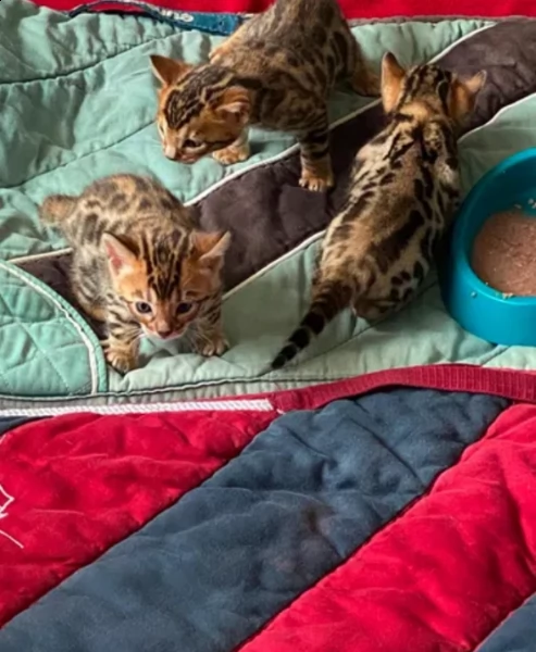 bengala gattina | Foto 6