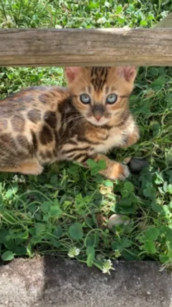 bengala gattina | Foto 5