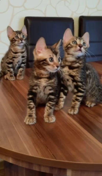 bengala gattina | Foto 4