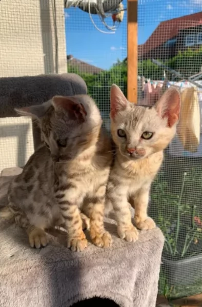 bengala gattina | Foto 2