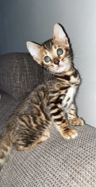 bengala gattina | Foto 1