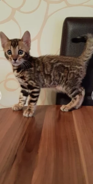 bengala gattina | Foto 0