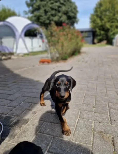 cuccioli di dobermann | Foto 0