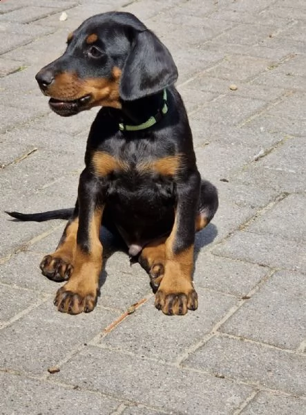 cuccioli di dobermann