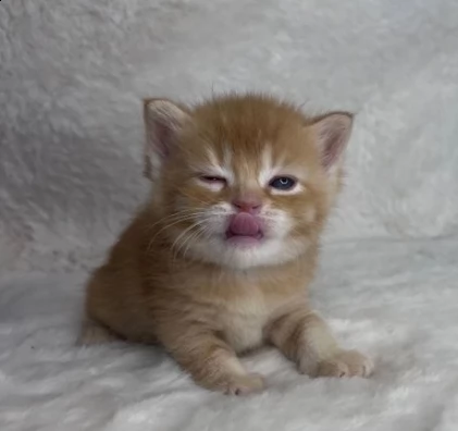 bellissimi ultimi due munchkin