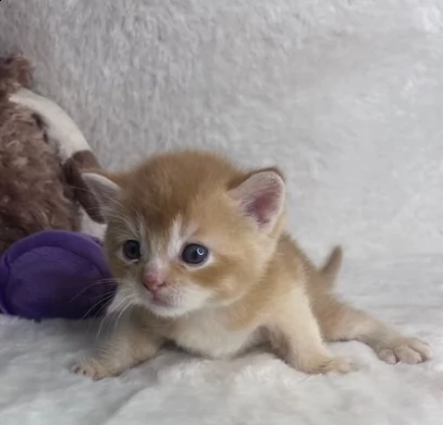 bellissimi ultimi due munchkin | Foto 0