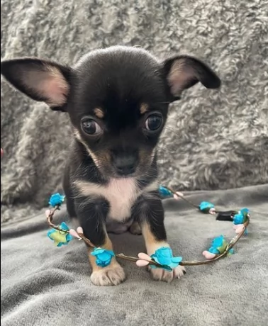 chihiahua toy cuccioli