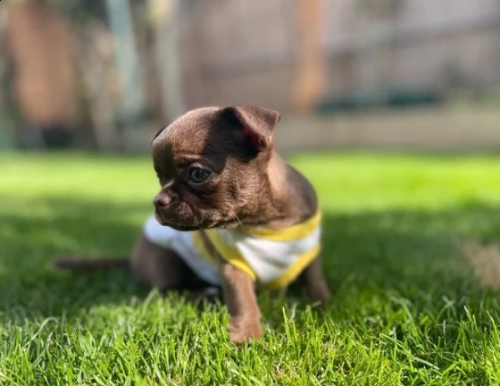 chihiahua toy cuccioli | Foto 0