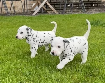 dalmata cuccioli di razza