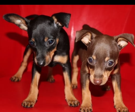 due cuccioli di pinscher miniature