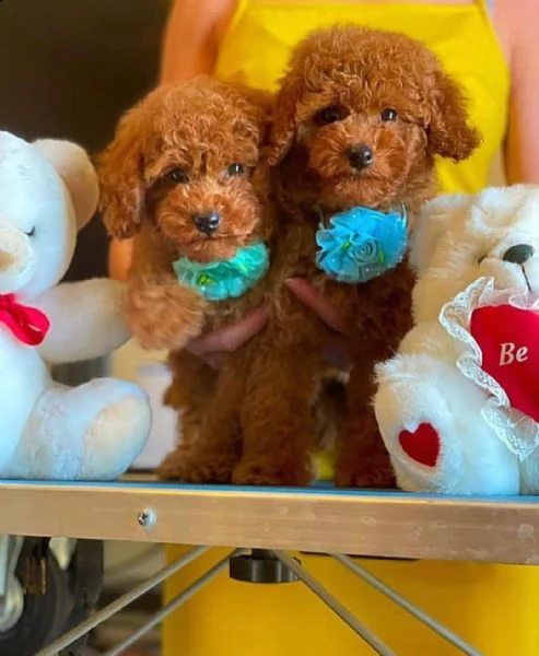 cuccioli di barboncino