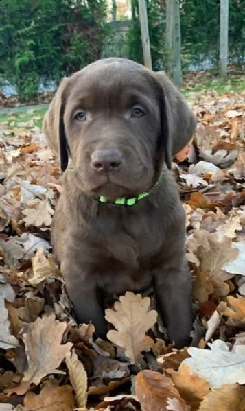  cucciolo regalo cuccioli di labrador