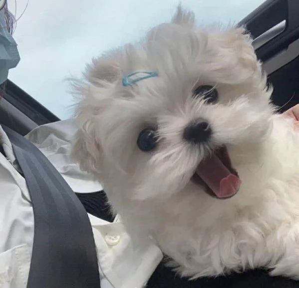 regalo maltese  ?????