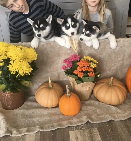 vendo cucciolo di husky siberiano occhi azzurri | Foto 2
