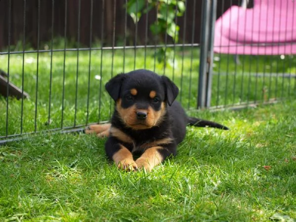 vendo cuccioli di rottweiler ben addestrati | Foto 1