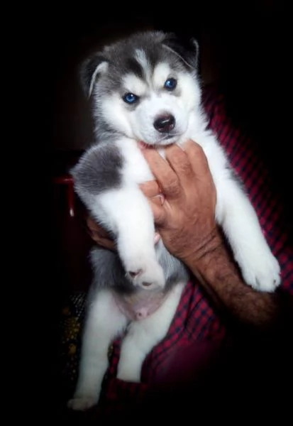 gracie - ottimi cuccioli di husky siberiano maschio e femmina