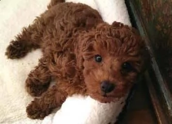 2regalo barboncino✓✓ | Foto 0