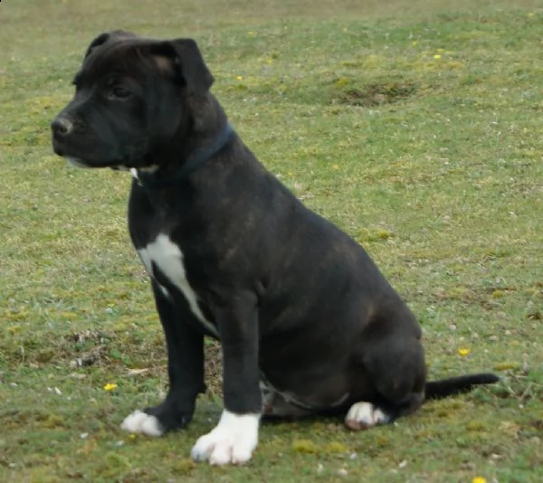 cuccioli di staffordshire bull terrier | Foto 0