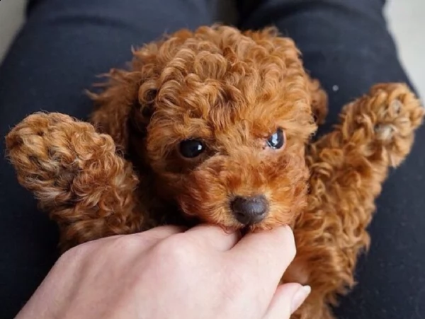 regalo barboncino mini toy dolce disponibili,,,,,,,,