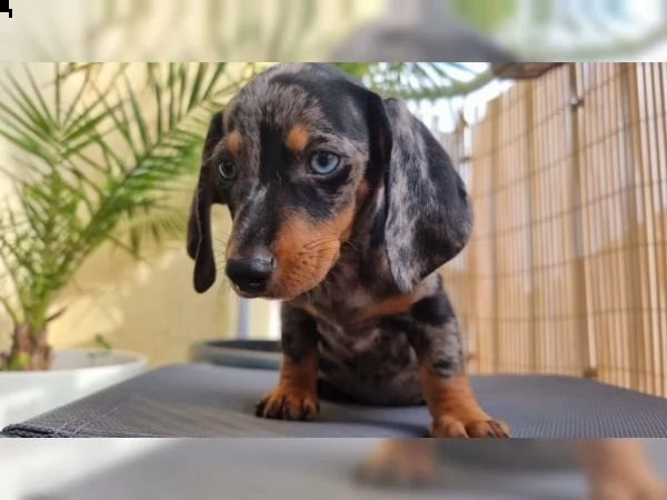 vendo cucciolo di razza bassotto addestrato a casa