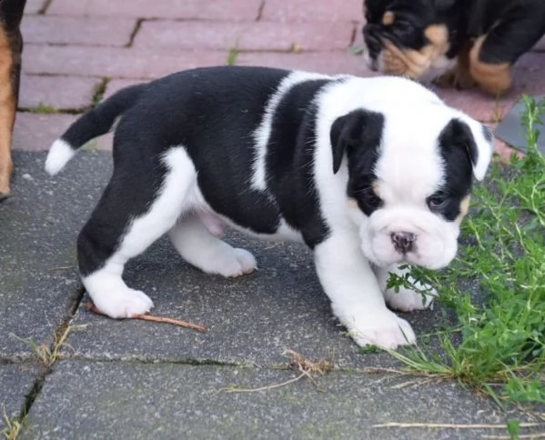 cuccioli di bulldog inglese 2 maschi 2 femmine.