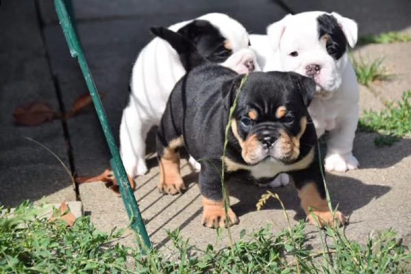 cuccioli di bulldog inglese 2 maschi 2 femmine. | Foto 6