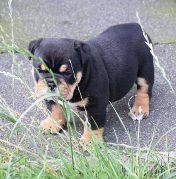 cuccioli di bulldog inglese 2 maschi 2 femmine. | Foto 4