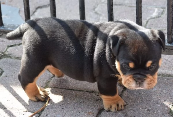 cuccioli di bulldog inglese 2 maschi 2 femmine. | Foto 2