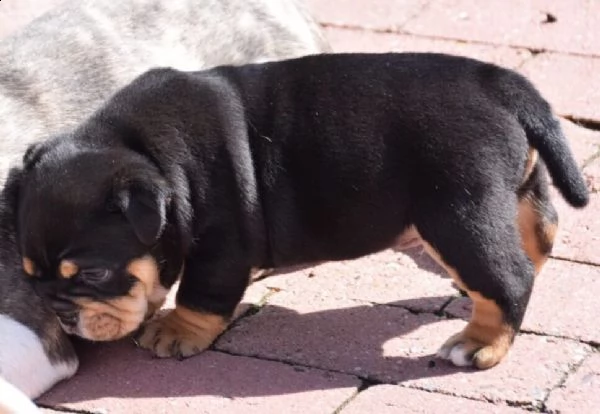 cuccioli di bulldog inglese 2 maschi 2 femmine. | Foto 1