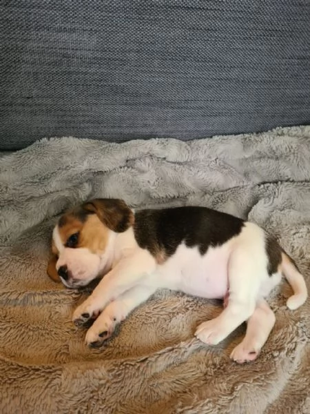 cuccioli di beagle