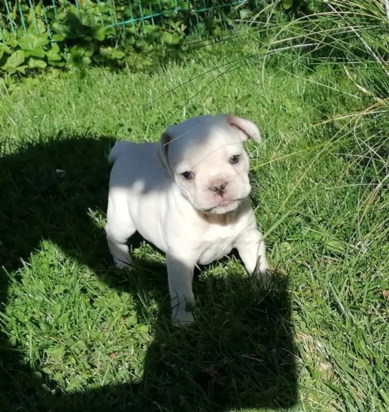 tre cuccioli ,2 maschi e 1 femmina ,,bouledogu francesi | Foto 3