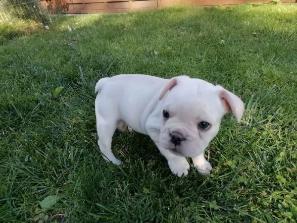 tre cuccioli ,2 maschi e 1 femmina ,,bouledogu francesi | Foto 2