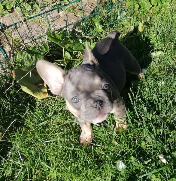 tre cuccioli ,2 maschi e 1 femmina ,,bouledogu francesi | Foto 1