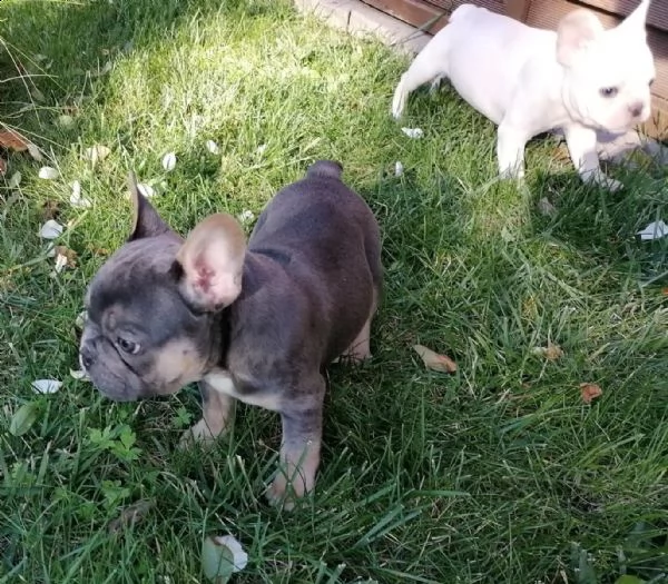 tre cuccioli ,2 maschi e 1 femmina ,,bouledogu francesi | Foto 0