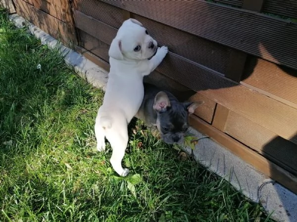 tre cuccioli ,2 maschi e 1 femmina ,,bouledogu francesi