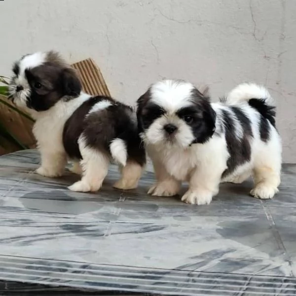 shih tzu in adozione